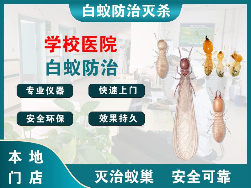 静安学校医院白蚁防治