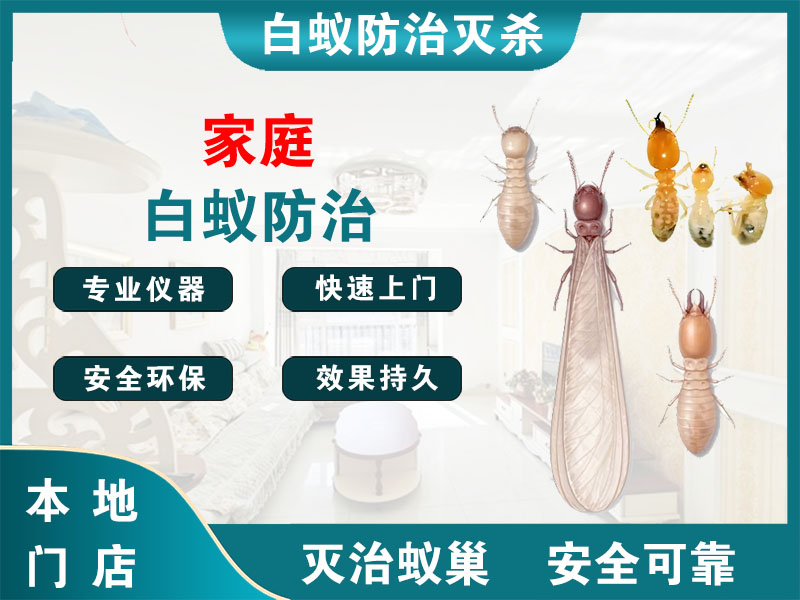 静安家庭白蚁防治
