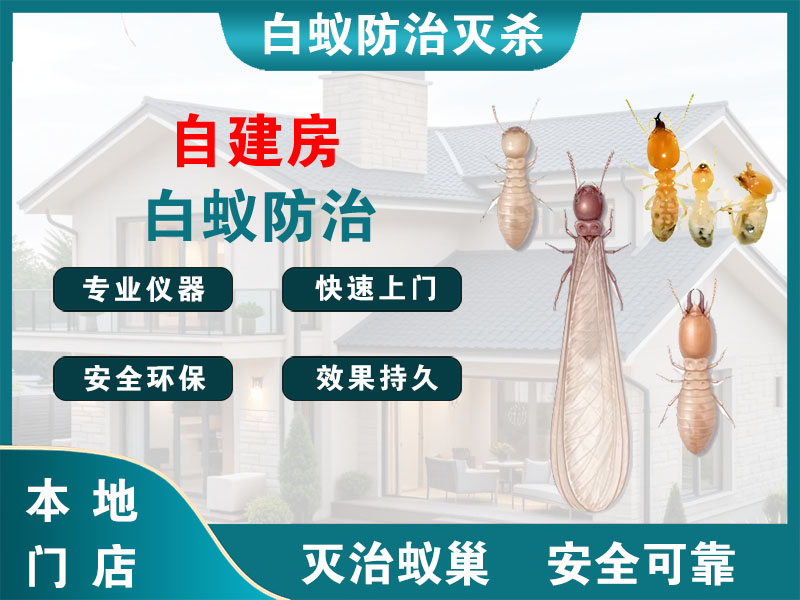 静安自建房白蚁防治